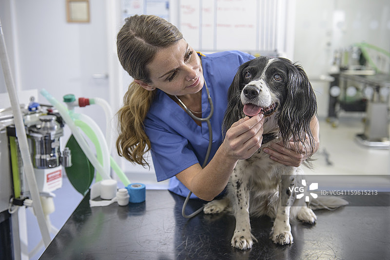 兽医护士的肖像与狗在桌子上兽医手术图片素材