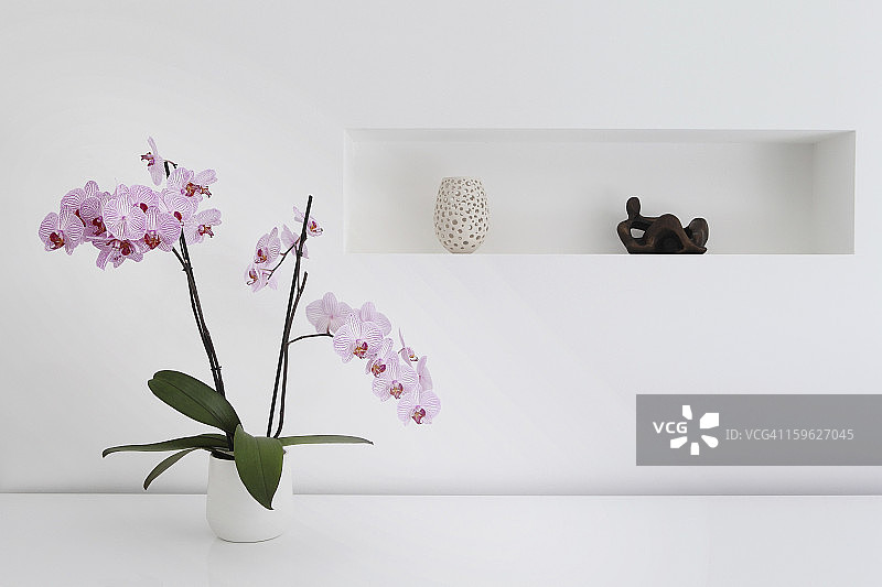 室内粉红色兰花植物及装饰品图片素材