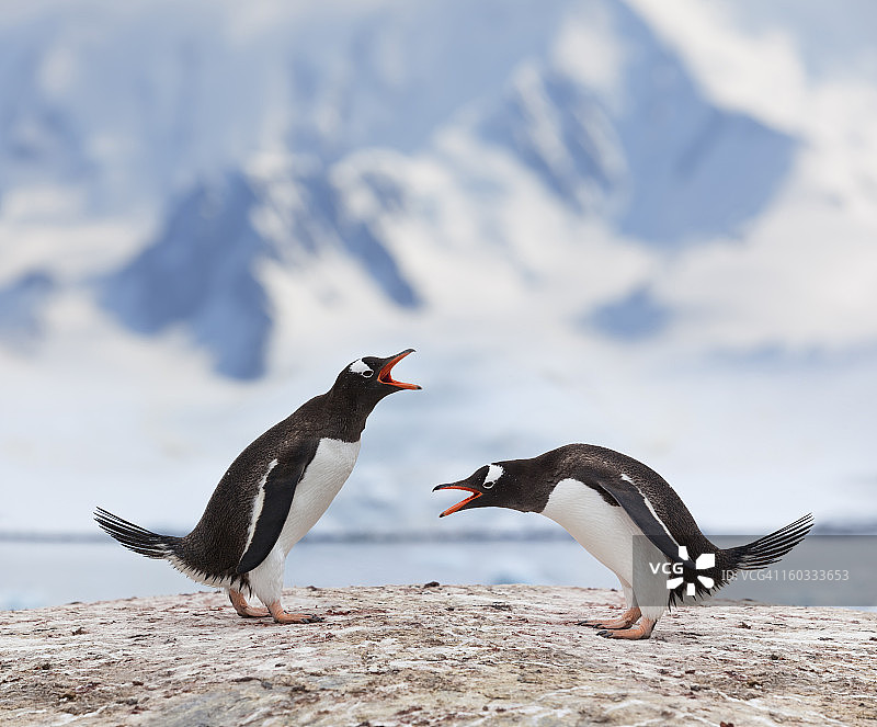 南极洲巴布亚企鹅在打架图片素材