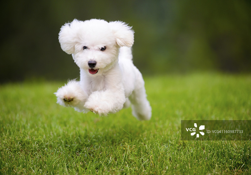 快乐的狗在草坪上快速奔跑图片素材