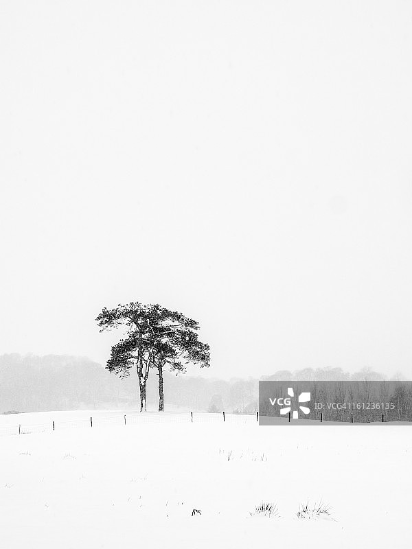 暴风雪中的树木，英国诺森伯兰郡图片素材