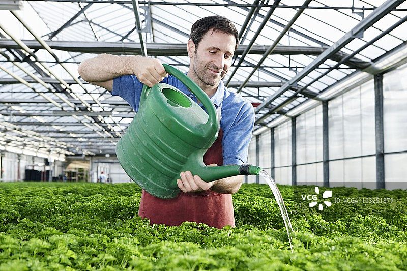 德国，巴伐利亚，慕尼黑，成熟的男人在温室里浇灌香菜图片素材