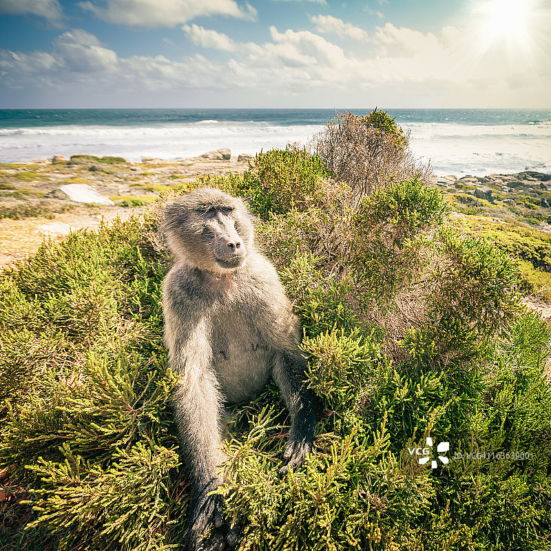 南非好望角的狒狒图片素材