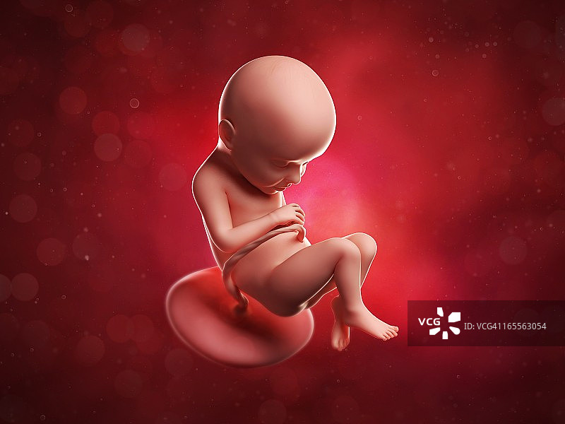 32周胎儿，图片图片素材