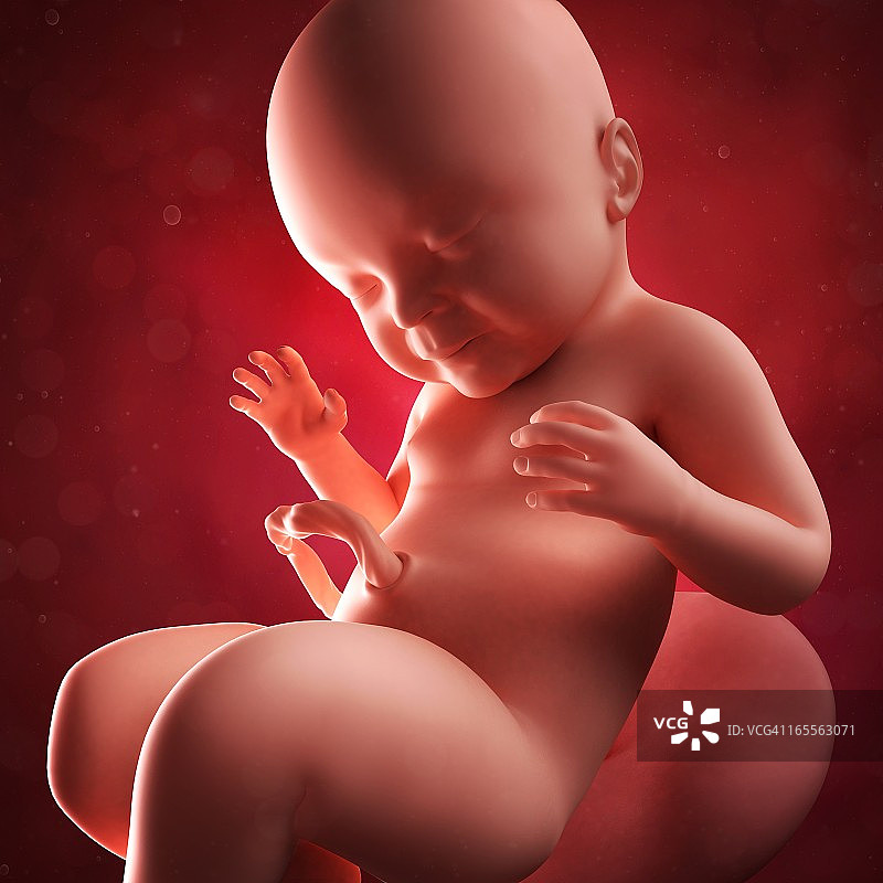 40周胎儿，画图片素材