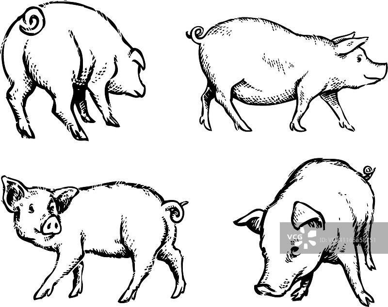 猪插图图片素材
