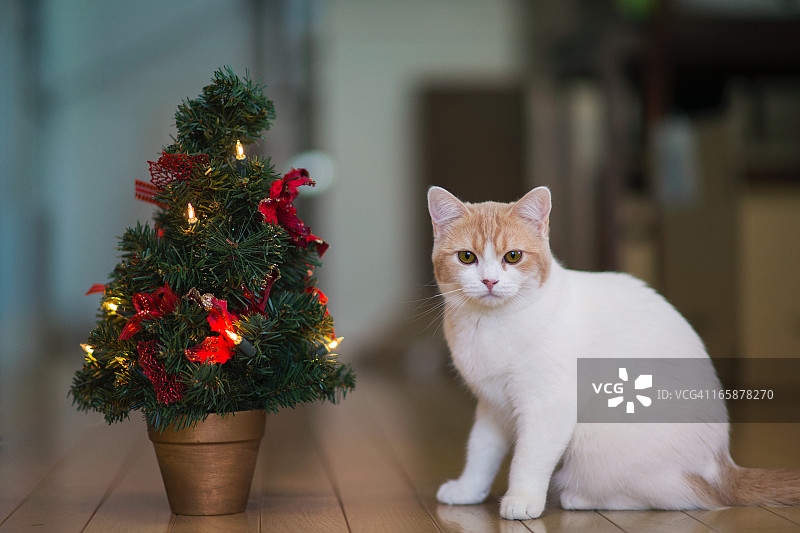 小猫在迷你圣诞树旁图片素材