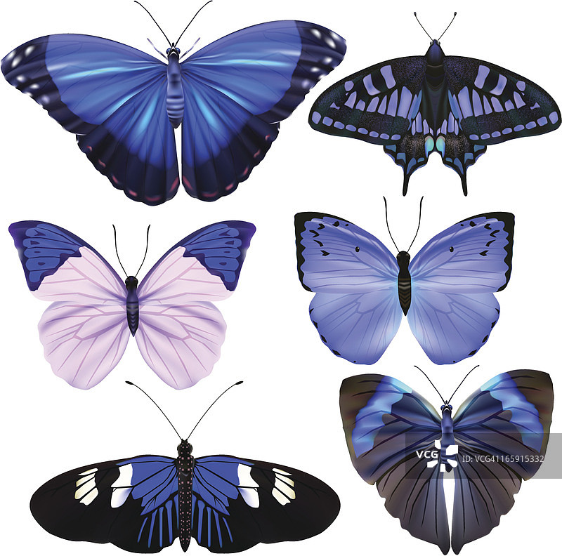 蝴蝶收集-矢量插图图片素材