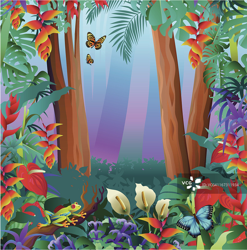雨林中的树蛙和蝴蝶图片素材