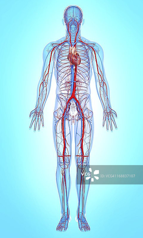 心血管系统、艺术品图片素材