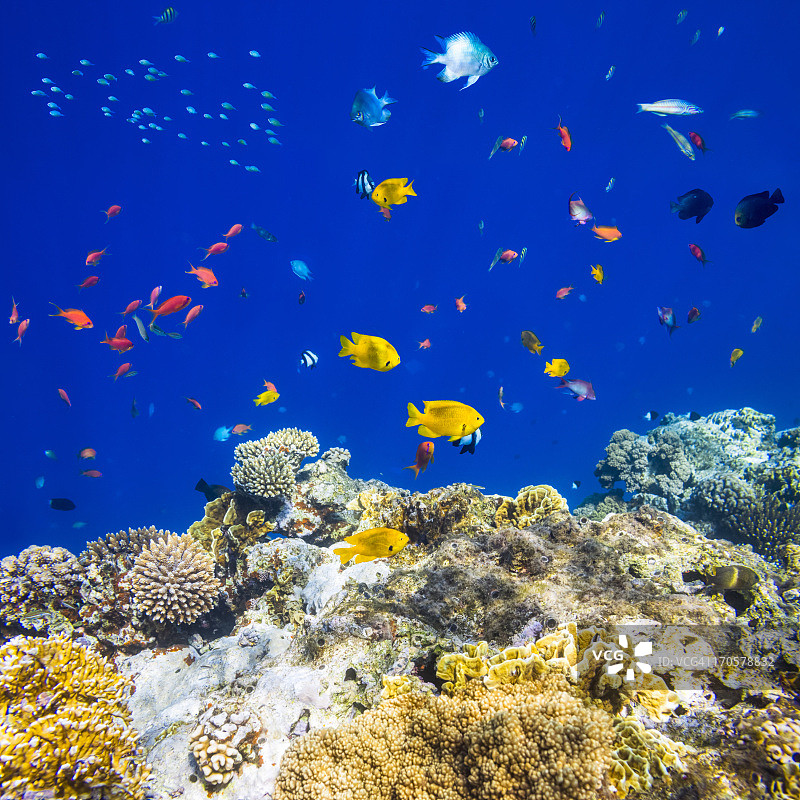 红海上五颜六色的热带鱼图片素材