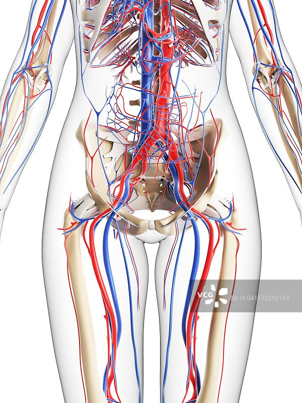 女性血管系统，插图图片素材