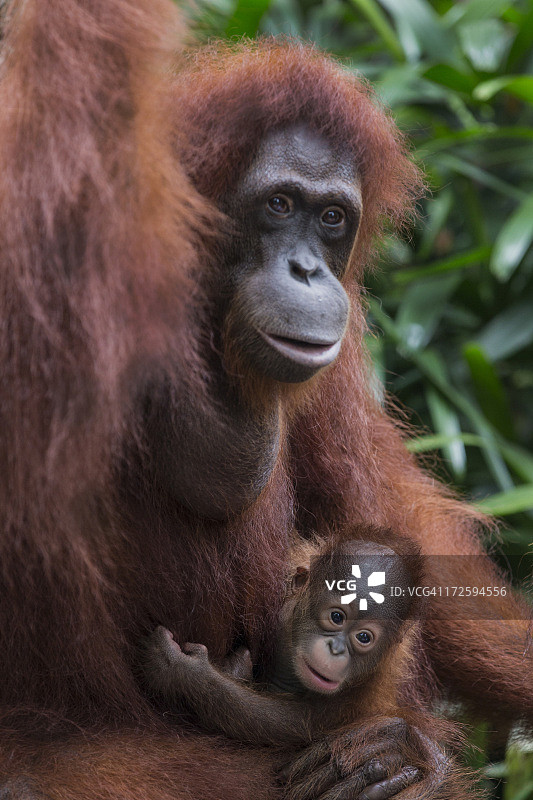 婆罗洲猩猩宝宝与母亲图片素材