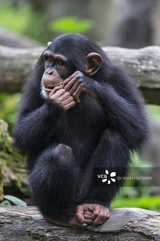 黑猩猩的年轻人图片素材