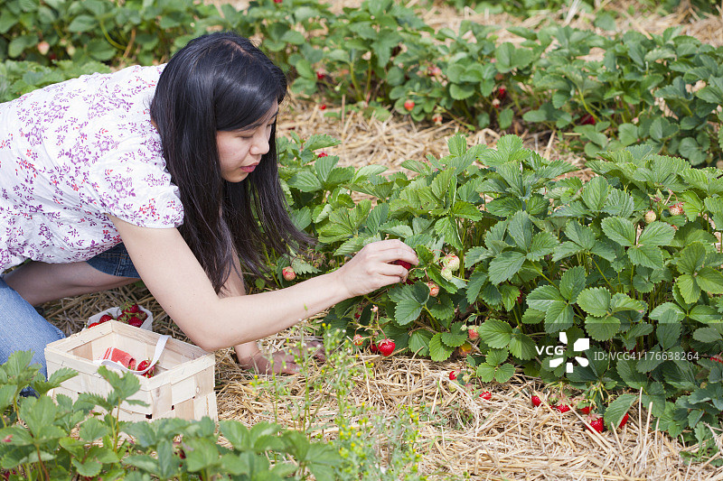 德国，巴伐利亚，年轻的日本妇女在田里采摘草莓图片素材
