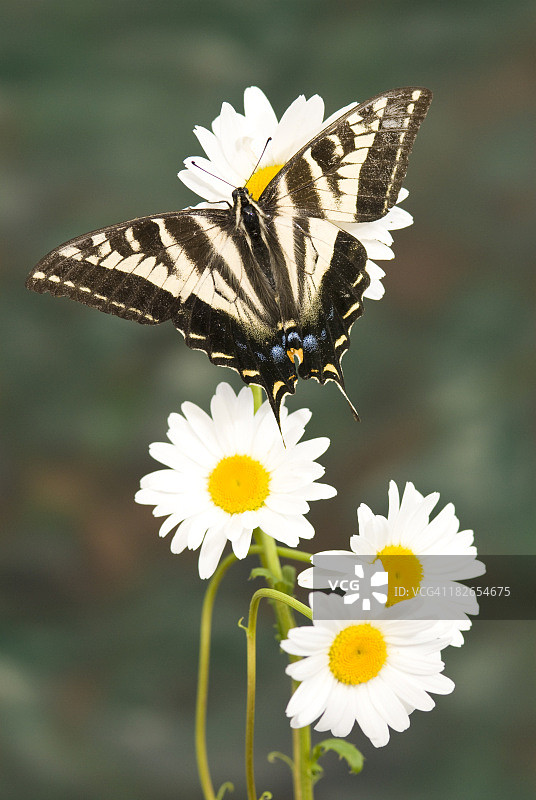 浅燕尾蝶(Papilio eurymedon)图片素材