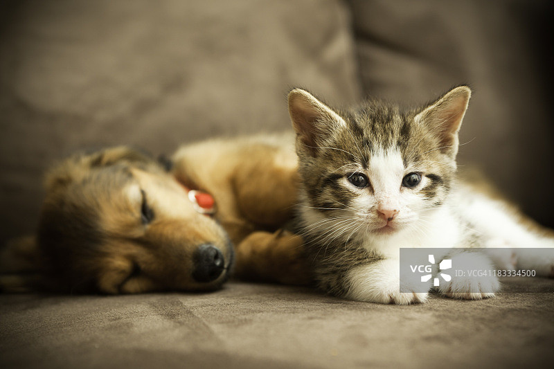小狗和小猫图片素材