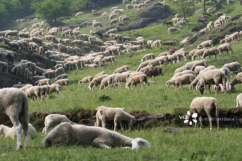 放牧绵羊图片素材