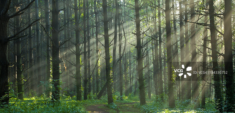 阳光透过迷雾迷雾的森林图片素材