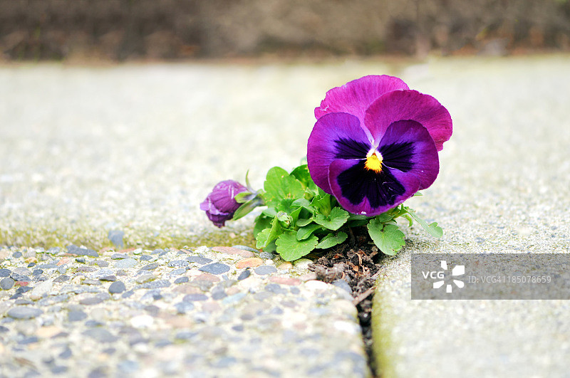 水泥裂缝里的紫花图片素材