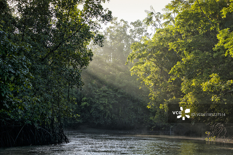 在亚马逊雨林中，阳光穿过河流的树木图片素材