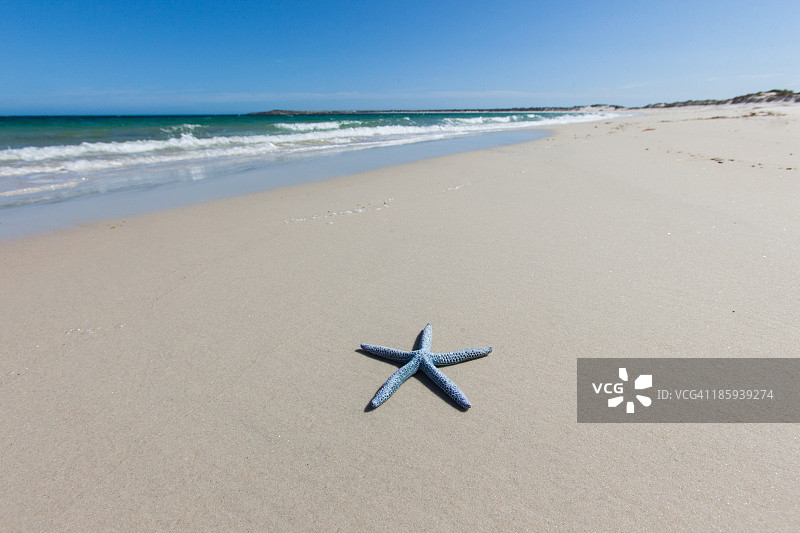 海滩上的蓝色海星。南澳大利亚。图片素材