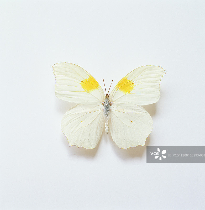 白色角硫磺蝴蝶(安诺斯·克洛林德)，俯视视图图片素材