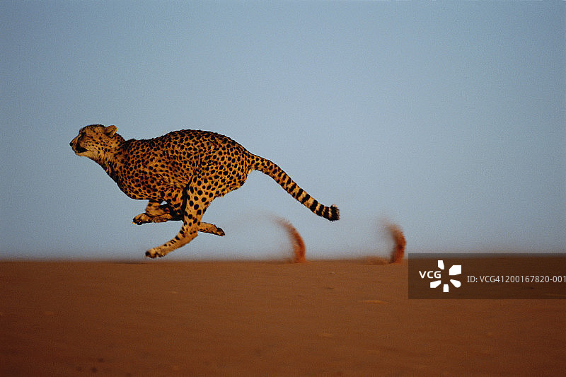 猎豹在沙丘脊上奔跑，轮廓图片素材
