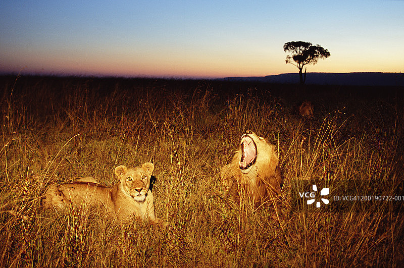 黄昏时分，狮子和母狮子(狮子)在大草原的草地上休息图片素材