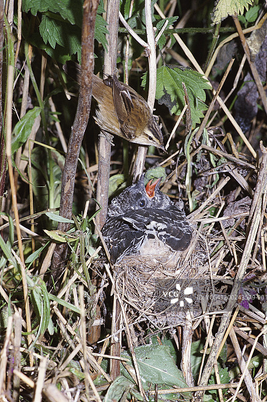 莎草莺在巢中喂养杜鹃图片素材