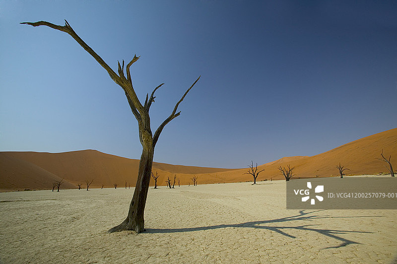 非洲纳米比亚纳米布沙漠索苏斯瓦莱的死骆驼树图片素材
