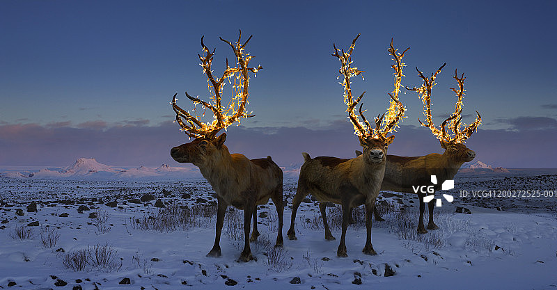 鹿角上有灯的三只驯鹿(数字合成)图片素材