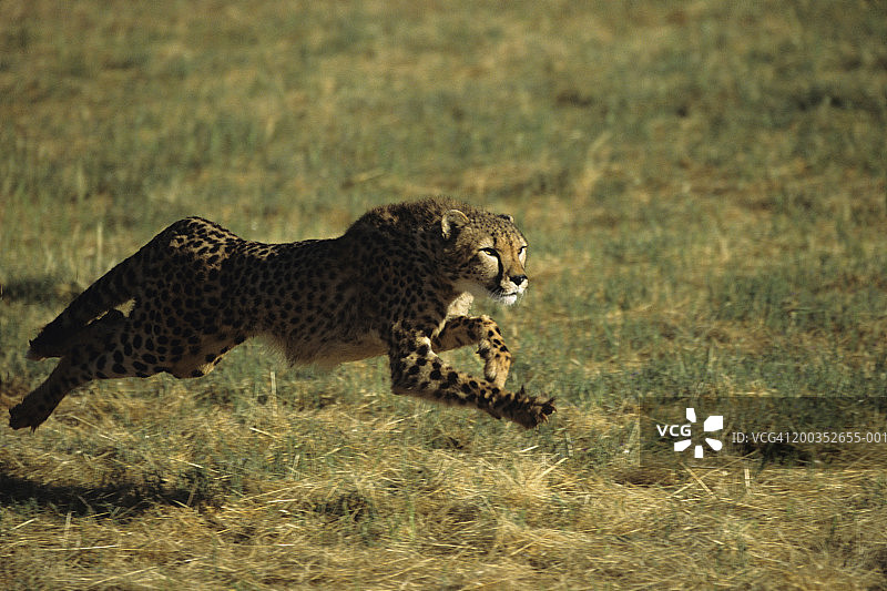 猎豹在奔跑图片素材