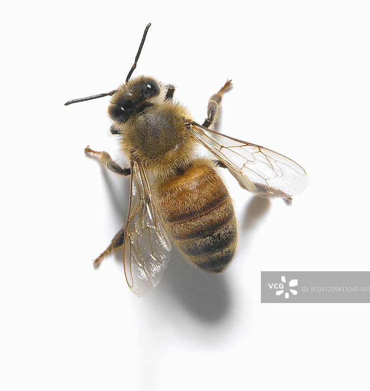 蜜蜂，俯视图图片素材