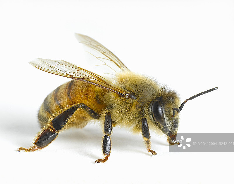 蜜蜂的特写图片素材