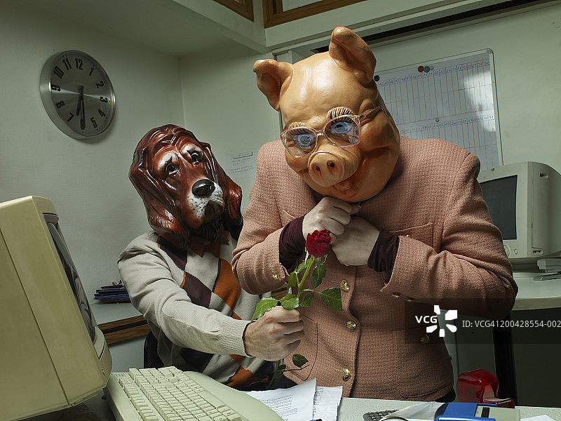 一个戴着狗面具的男人在办公室把玫瑰送给戴着猪面具的女人图片素材