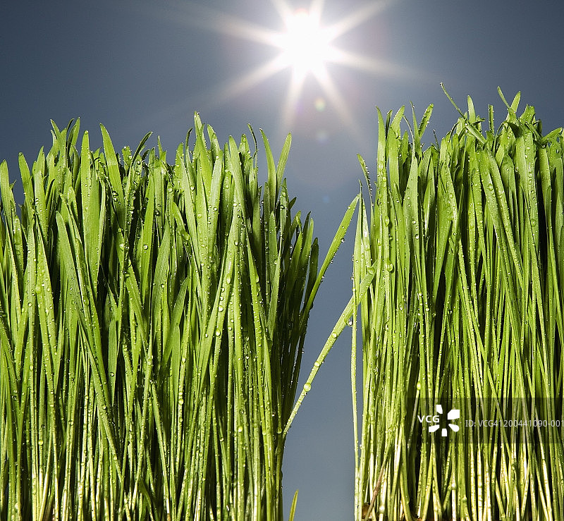 麦草上的水滴，太阳耀斑，特写图片素材