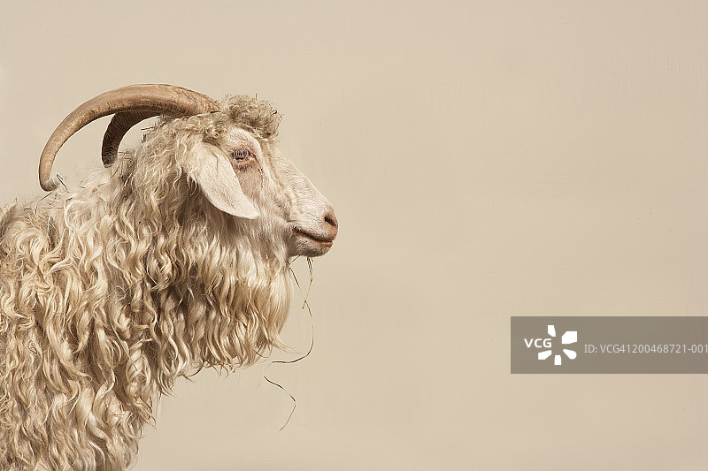 安哥拉山羊，侧视图图片素材