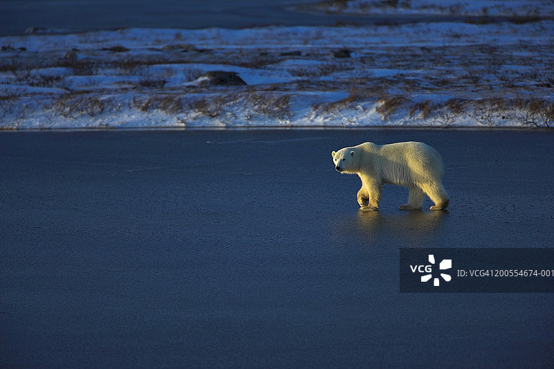 北极熊在冰上，侧视图图片素材