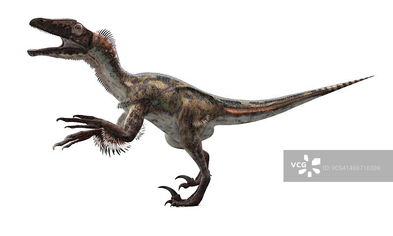 Utahraptor恐龙,艺术品图片素材