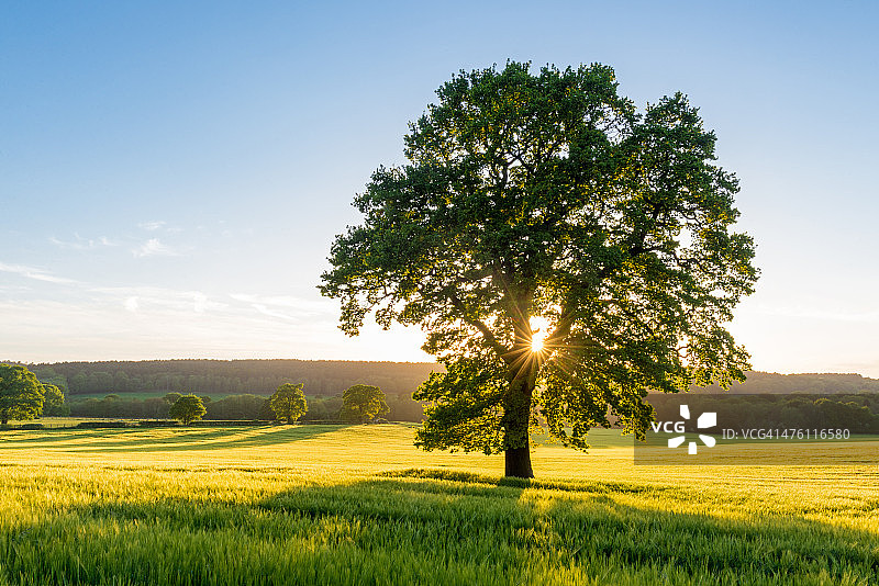 英国，日落时夏天田野上的梧桐树图片素材