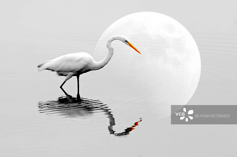 白鹭与月亮反射图片素材