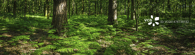 夏季森林中绿油油的蕨叶，田园诗般的林地林间空地全景图片素材