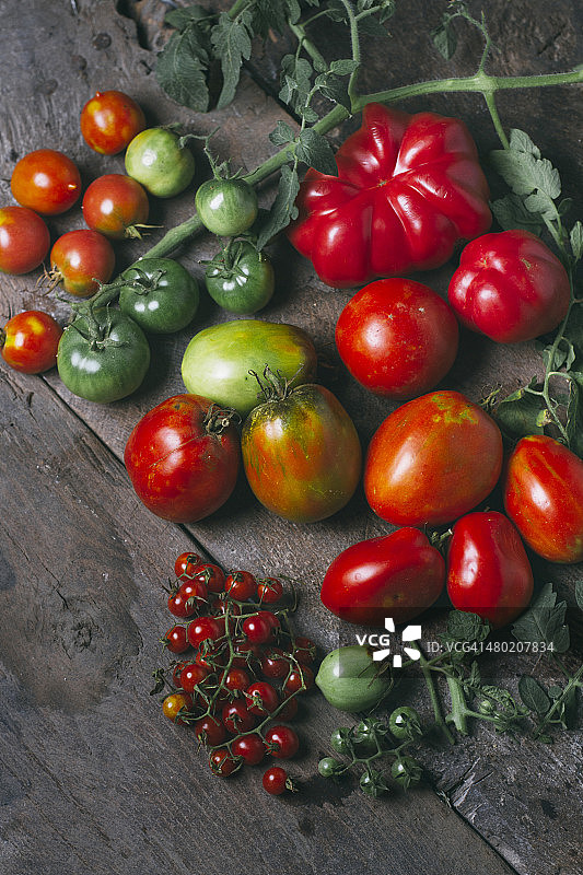 新鲜种植西红柿图片素材