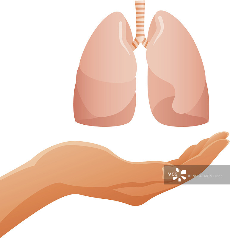手握解剖人体肺图片素材