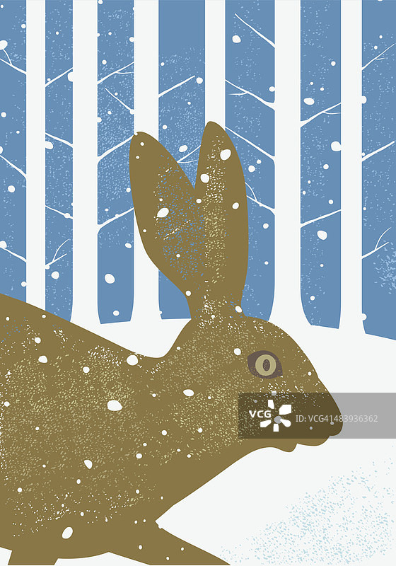 冬季乡村野兔或长耳大野兔图片素材