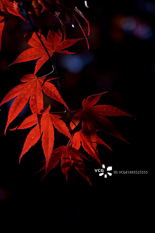 日本红枫叶图片素材