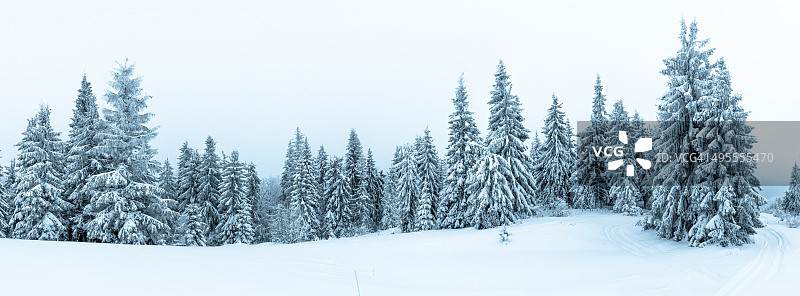 云杉森林覆盖雪在冬季景观图片素材