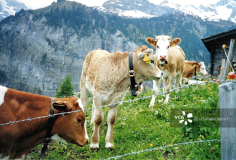 瑞士阿尔卑斯山的奶牛图片素材