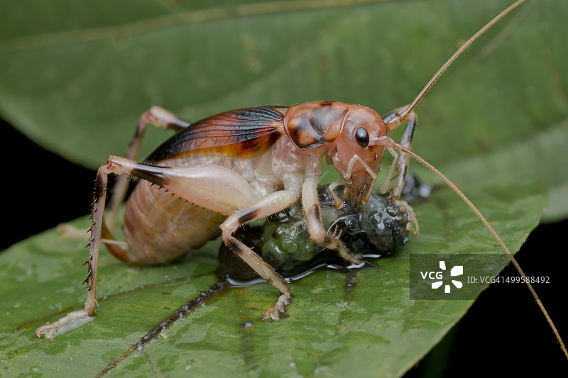 滚叶蟋蟀吃无特色的食物图片素材